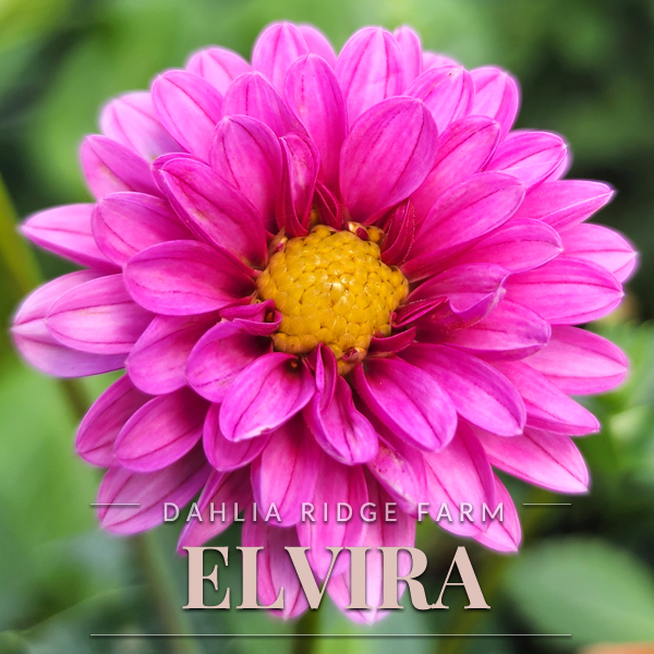 Dahlia Ridge - Urban Flower Farm - Tubers & Flowers - South Surrey, BC